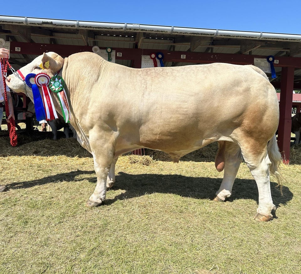 Simmentaler, 1 Stk.