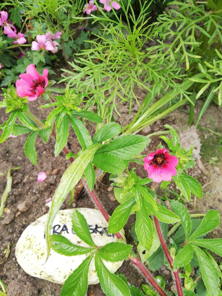 Staude Pink potentilla