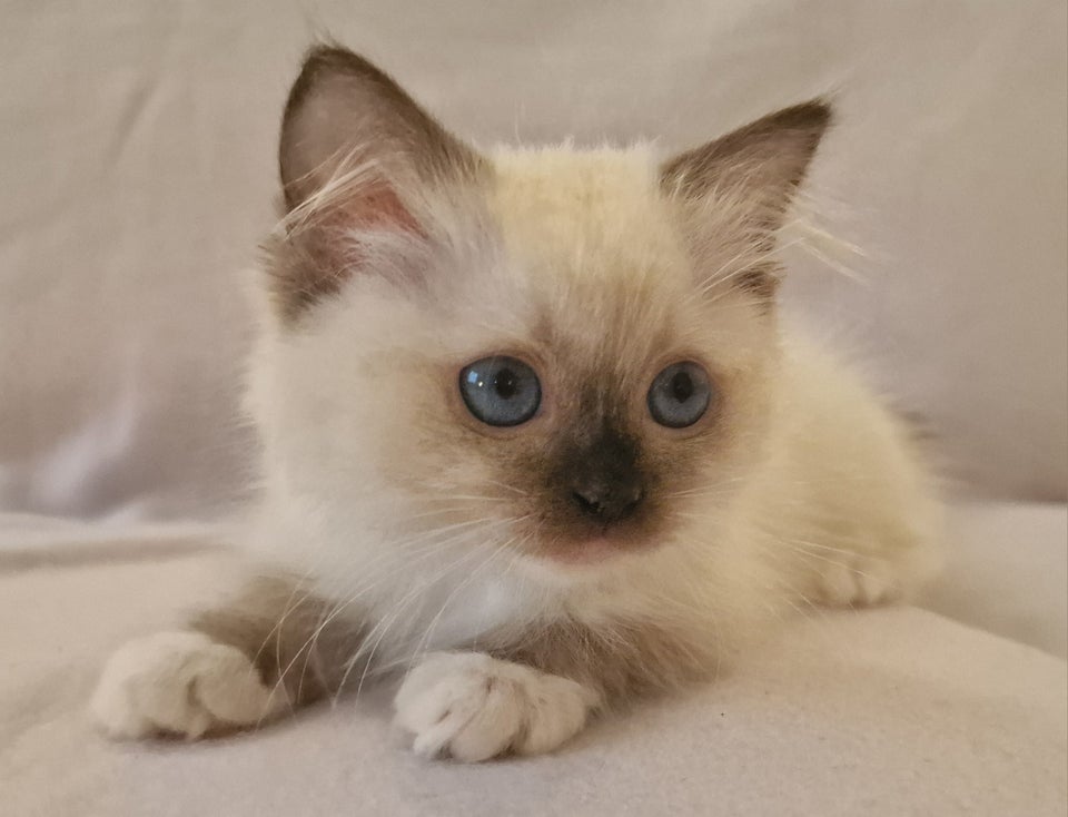 Ragdoll, hunkat, 4 mdr.