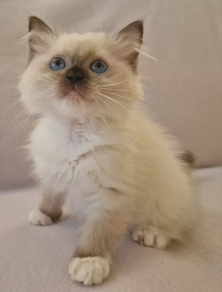 Ragdoll, hunkat, 4 mdr.