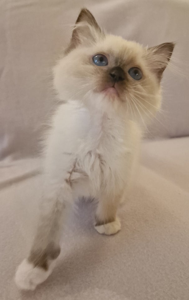 Ragdoll, hunkat, 4 mdr.