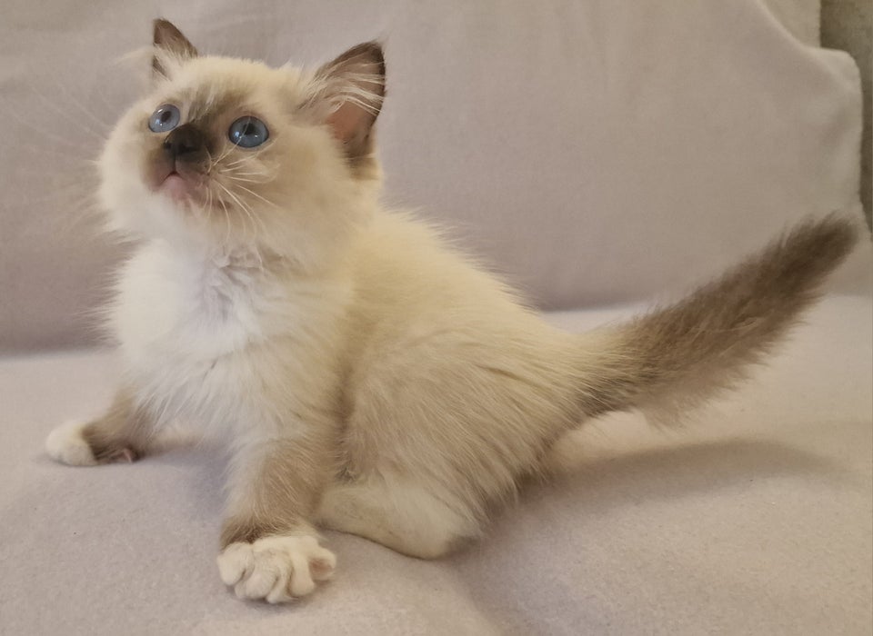 Ragdoll, hunkat, 4 mdr.