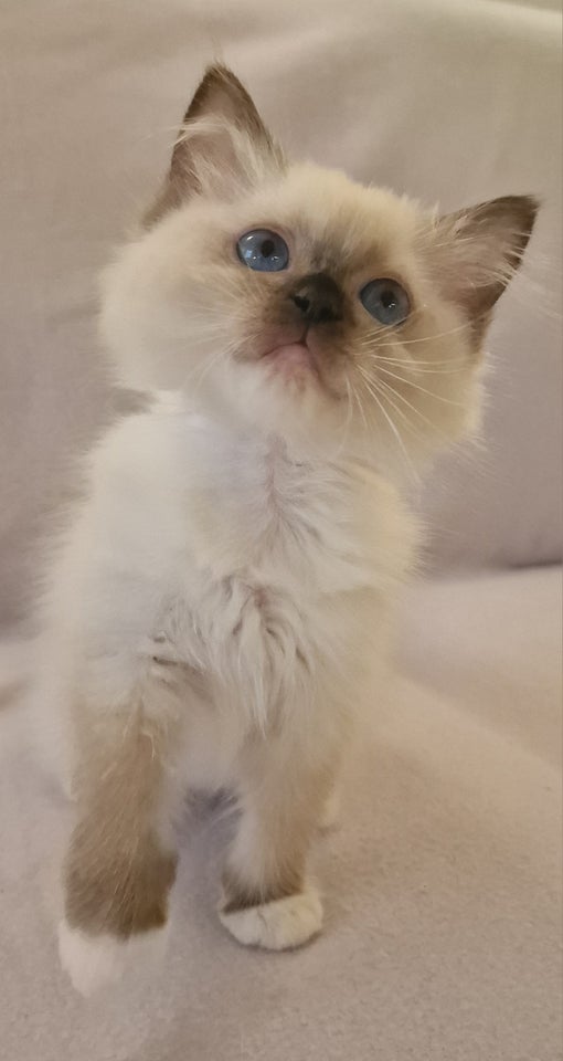 Ragdoll, hunkat, 4 mdr.