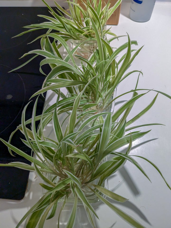 Stiklinger Spider plant