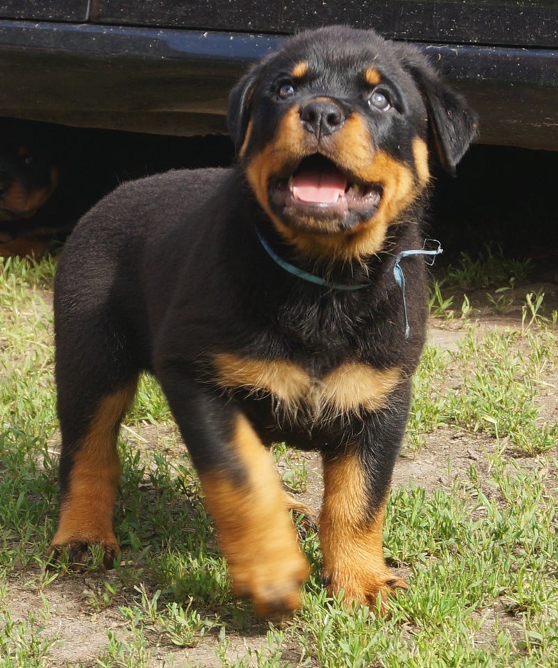 TOP ROTTWEILER HVALPE