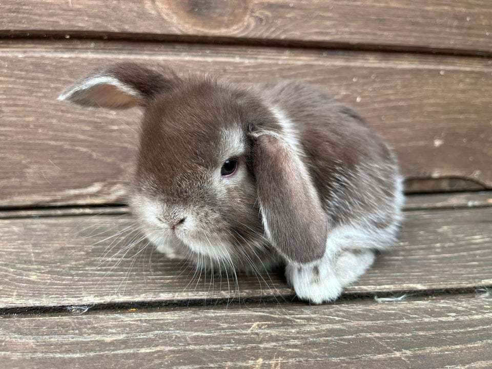 Kanin, Mini Lop, 0 år