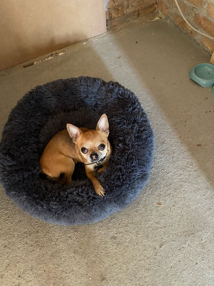 Chihuahua med stamtavle hund 7 år