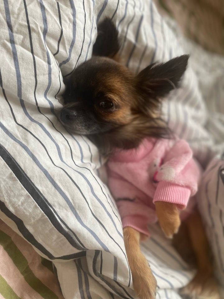 Chihuahua hund 2 år