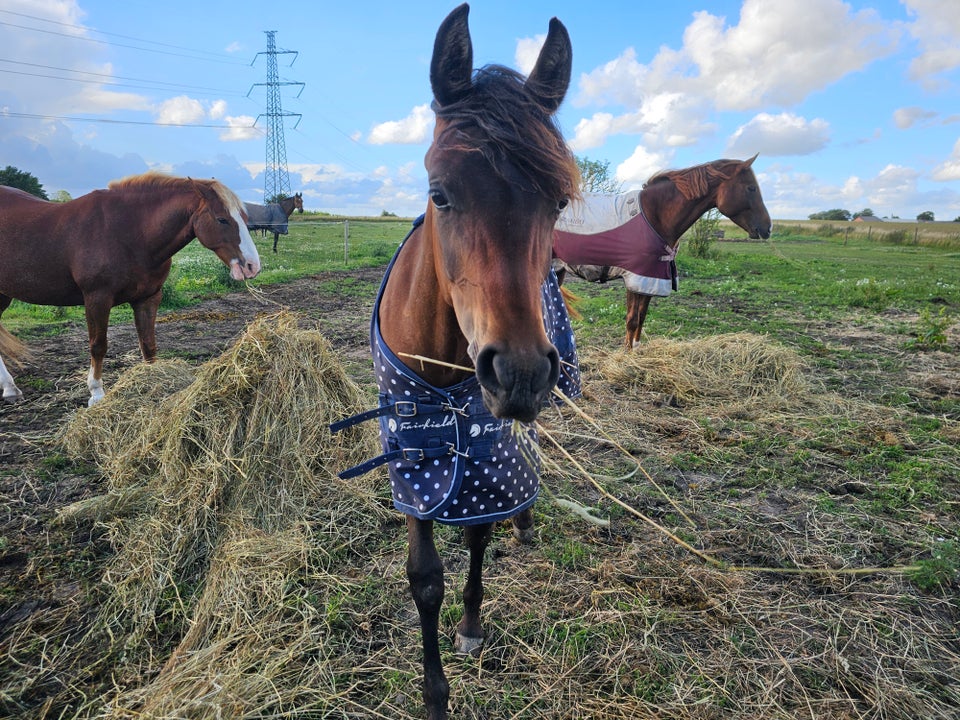 Arabisk fuldblod ox hoppe 1 år