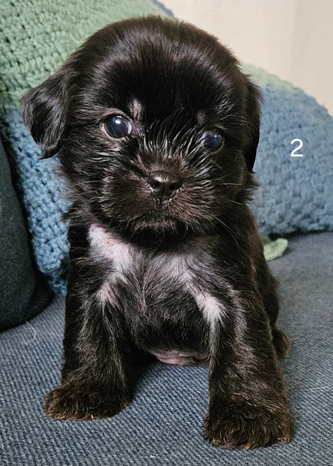 Crested Tzu, hvalpe, 6 uger