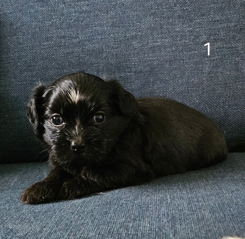 Crested Tzu, hvalpe, 6 uger