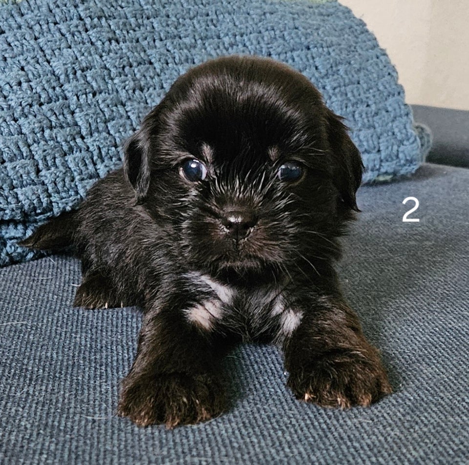 Crested Tzu, hvalpe, 6 uger