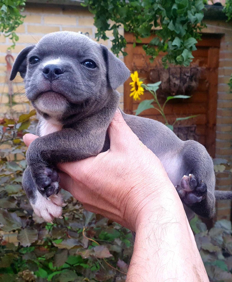 Staffordshire bull terrier, flere