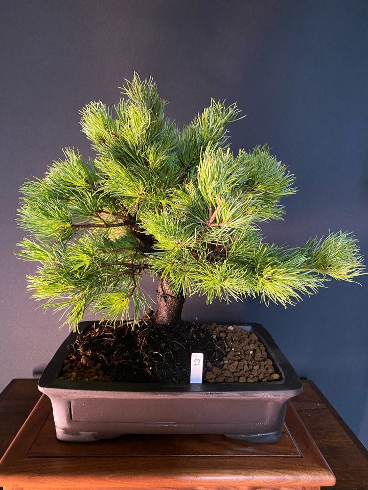 Bonsai træ, Pinus Parviflora.