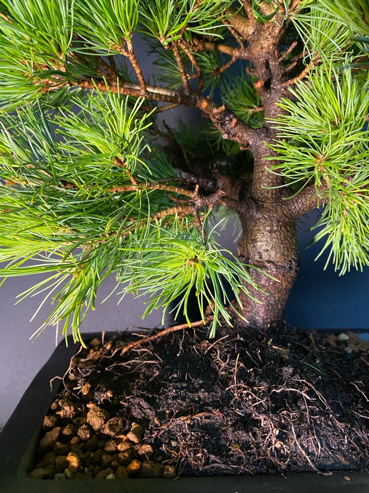 Bonsai træ, Pinus Parviflora.