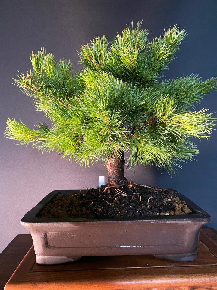 Bonsai træ, Pinus Parviflora.