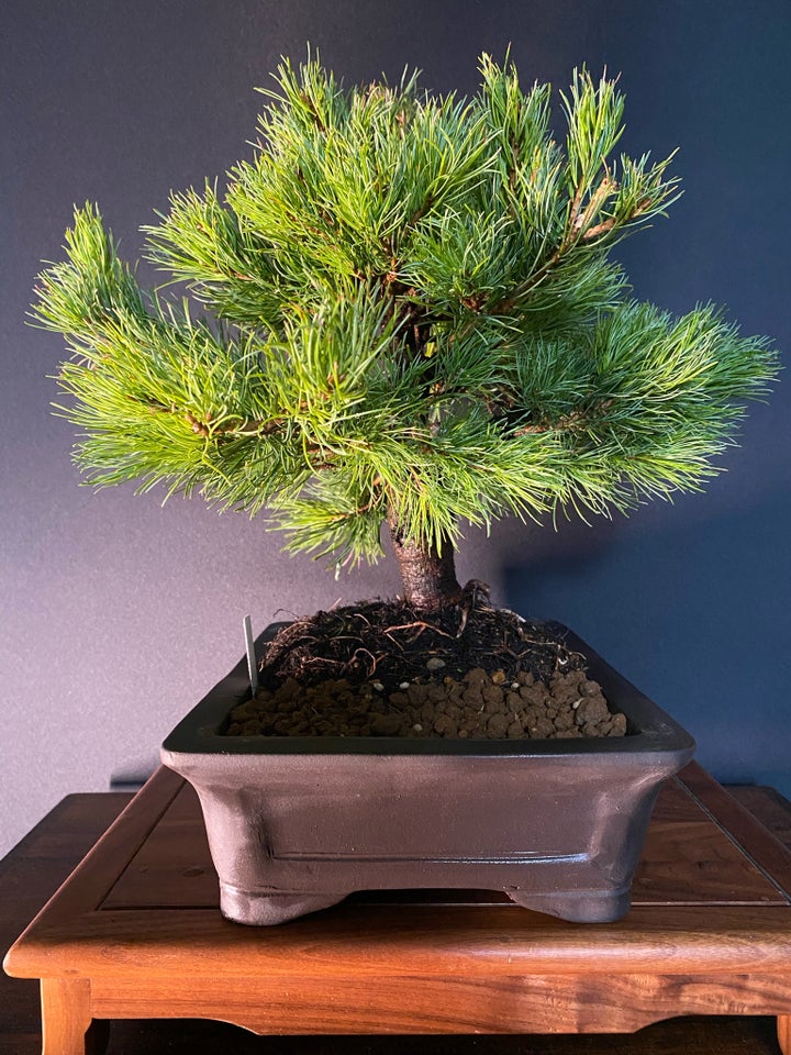 Bonsai træ, Pinus Parviflora.