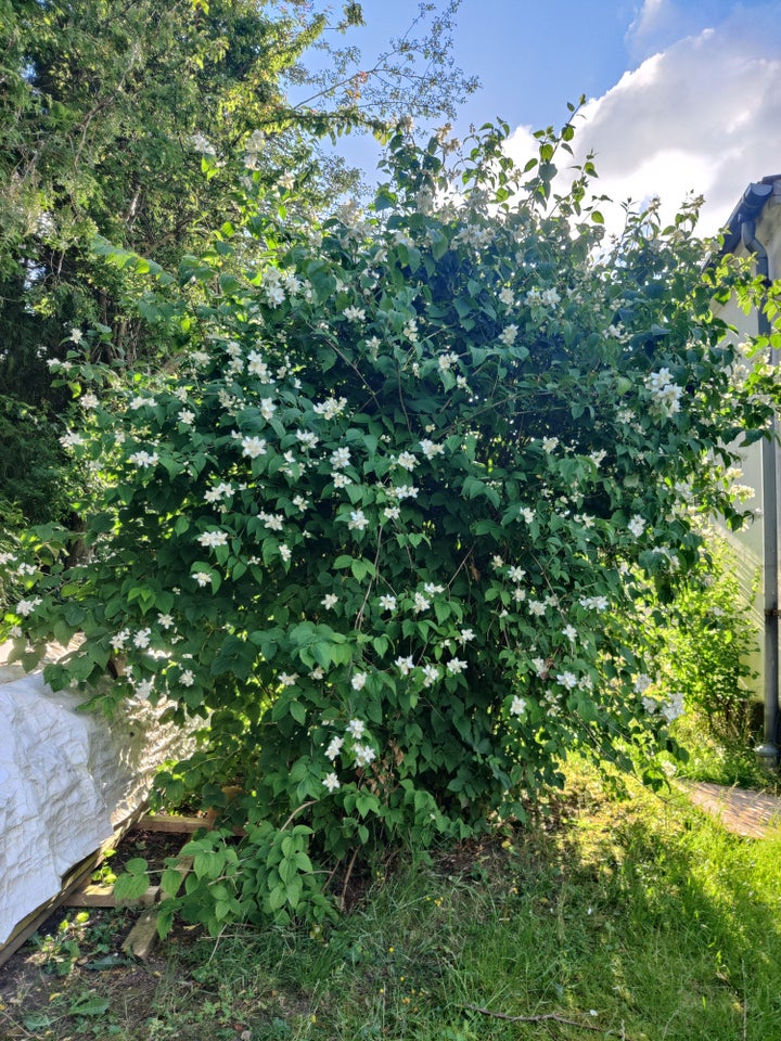 Prydbusk Uægte jasmin