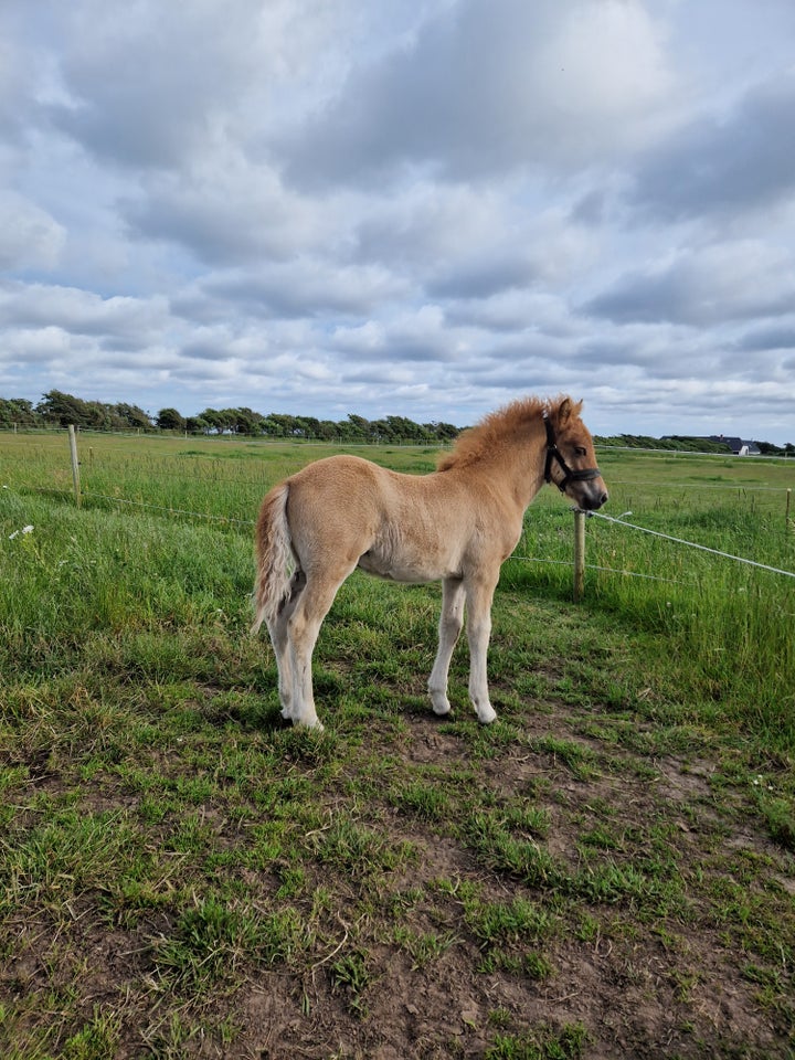 Islænder hingst 1 år