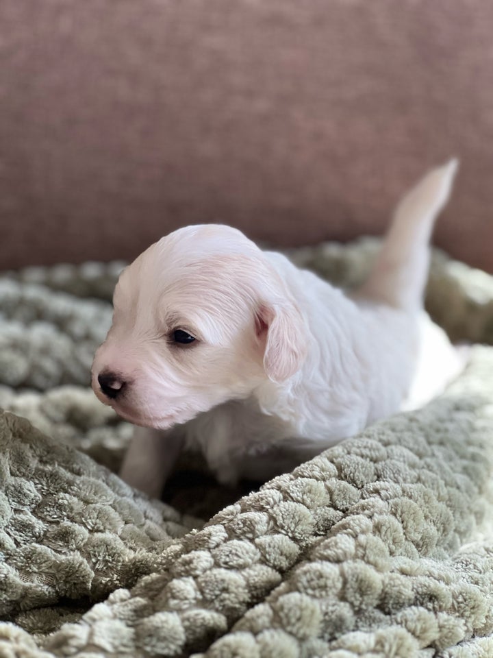 Maltipoo , hvalpe, 3 uger