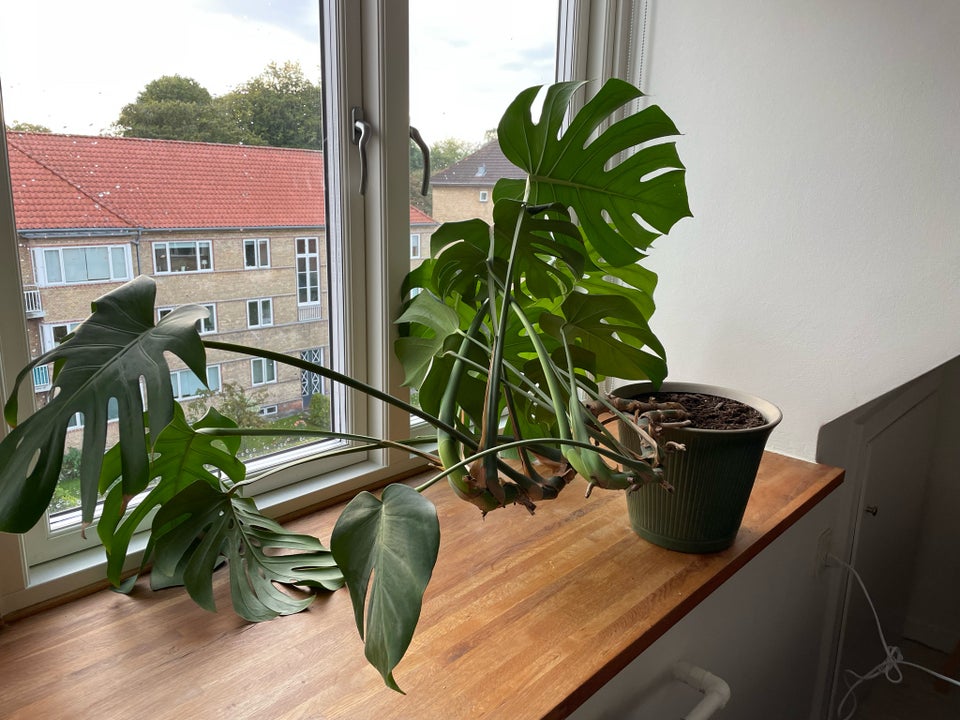 Plante , Monstera