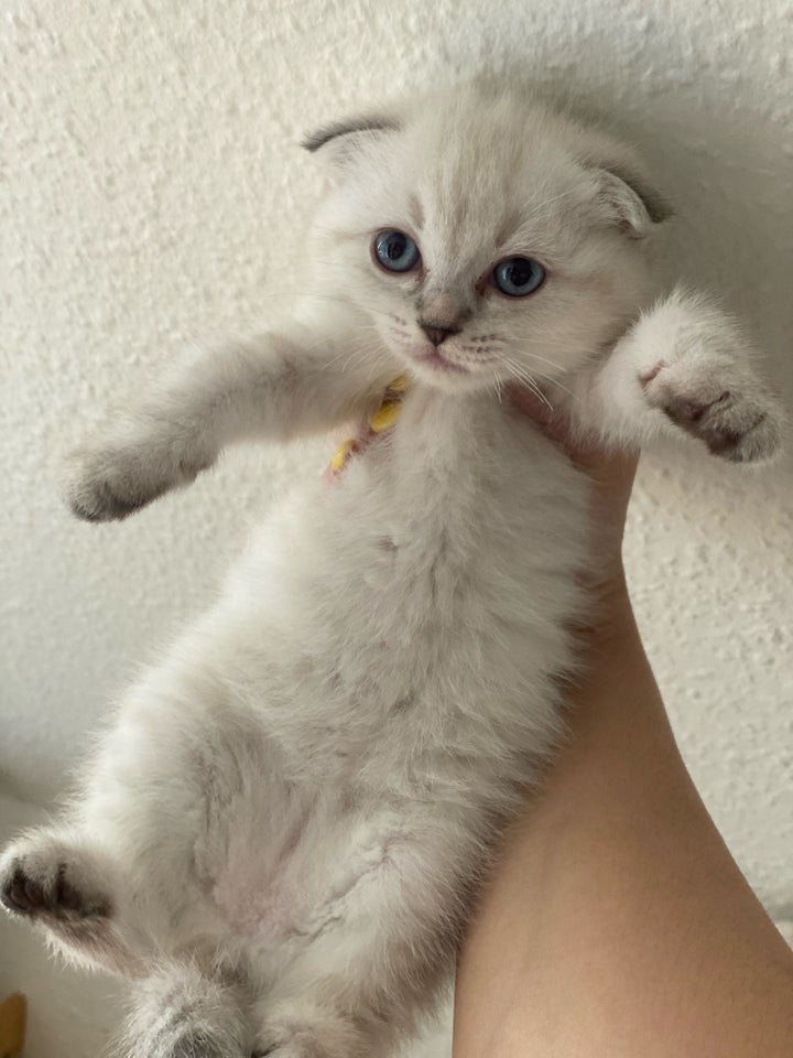 Hunkat Ragdoll/scottish-fold 7