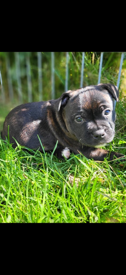 Staffordshire bull terrier tæve