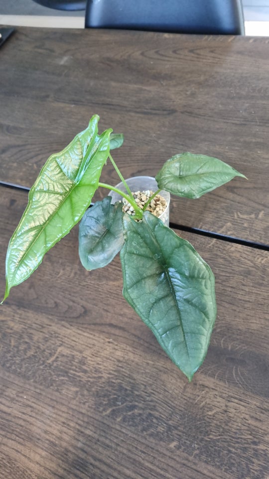 Alocasia dragon breath Medium