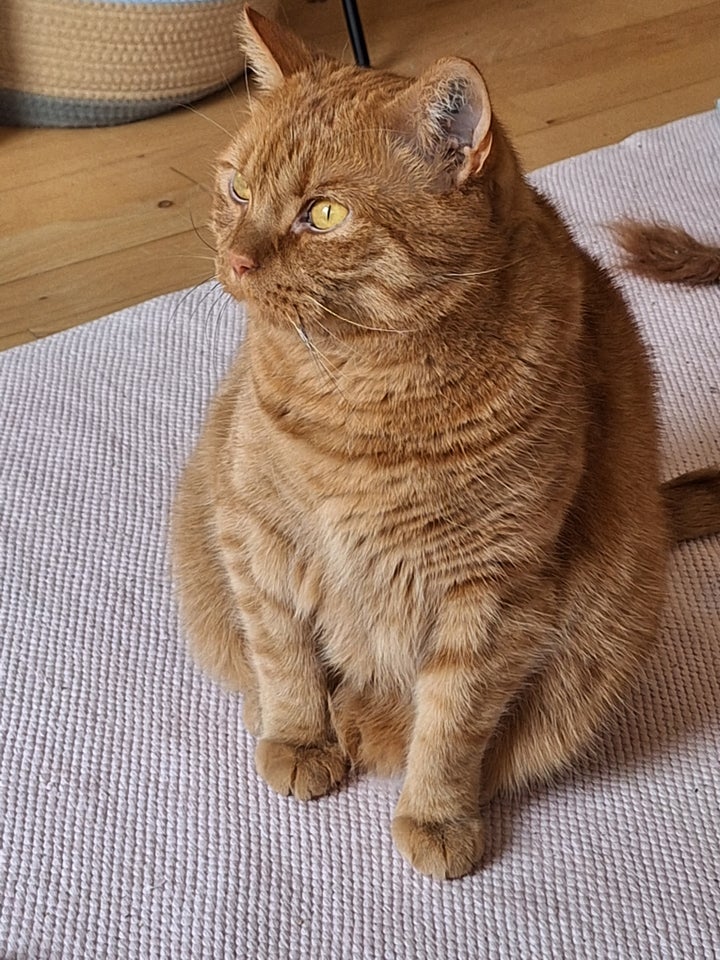 Hankat, Brittish Shorthair