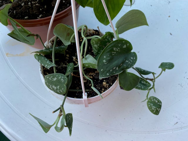 Stueplante Pothos Scindapsus