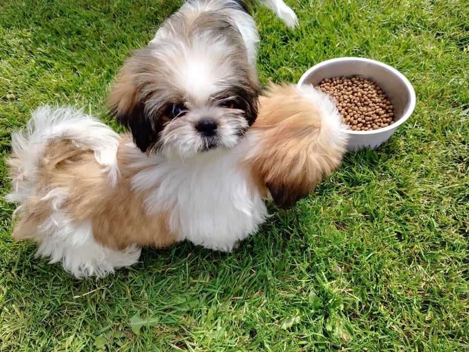 Shih tzu bamser