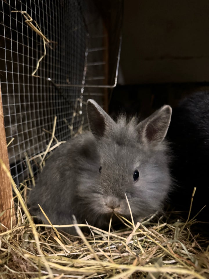 Kanin, Hermelin, 0 år