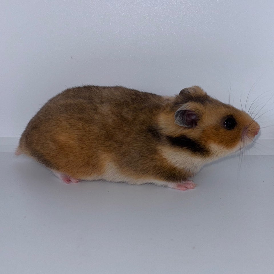 Hamster, Guldhamster, 0 år