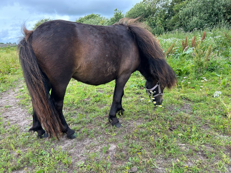 Shetlandspony hoppe 1 år