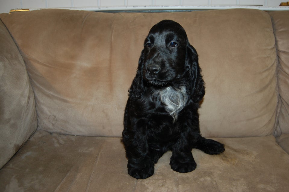 Cocker spaniel hvalpe 11 uger