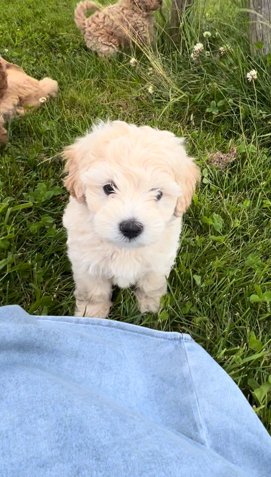 Maltipoo hvalp