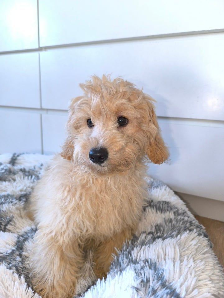 Cavapoo F1B hvalpe klar nu!