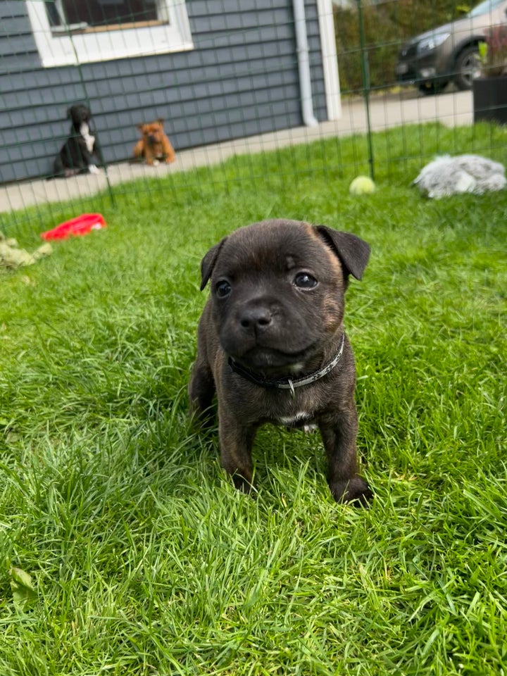 Staffordshire Bull terrier