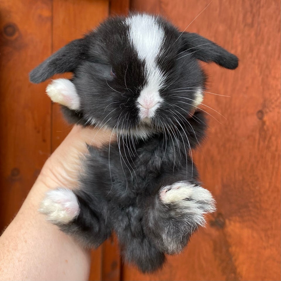 Kanin Mini Lop DRENG 0 år