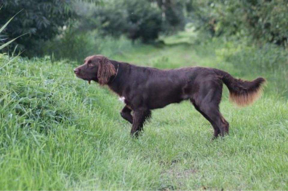 Tysk Langhåret Hønsehunde