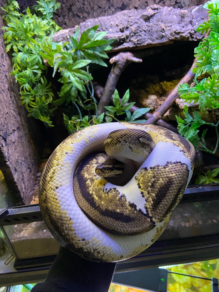 Slange, Python regius