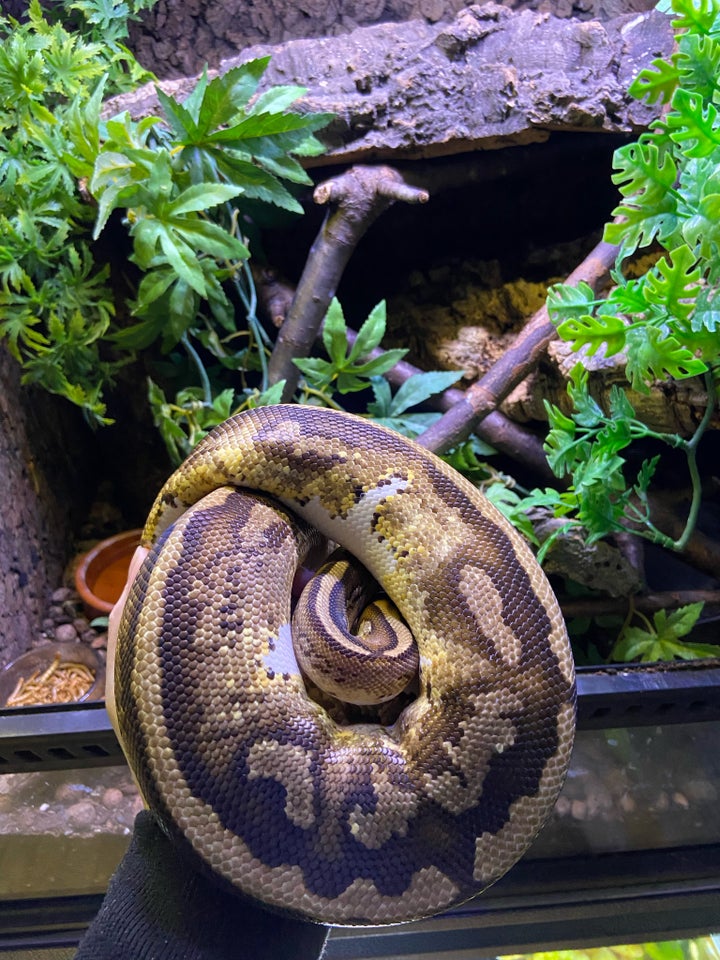 Slange, Python regius