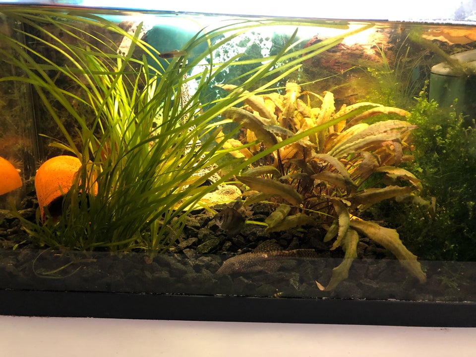 Akvarium, 54 liter