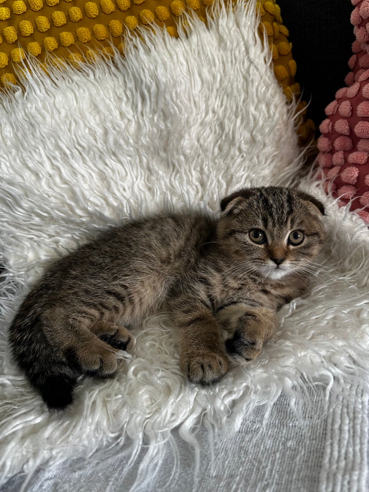 Hankat, Scottish fold, 4 mdr.