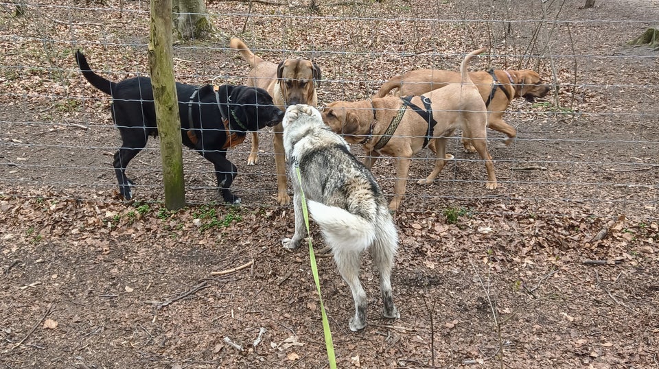 Alaskan malamute x hvid schæfer