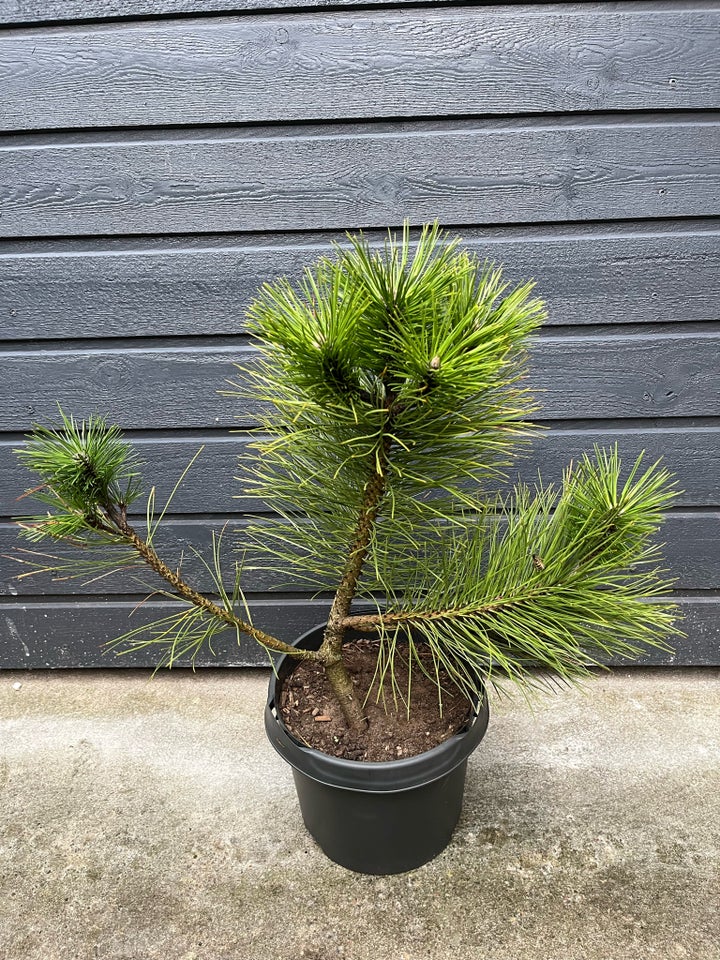 Østrigsk fyr (Pinus Nigra) 50-70cm