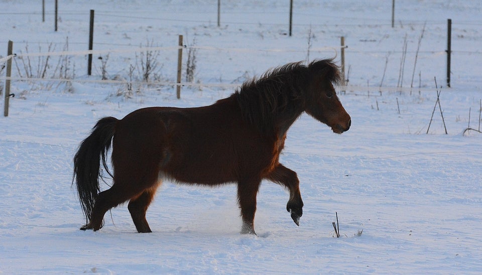 Miniature hoppe 5 år