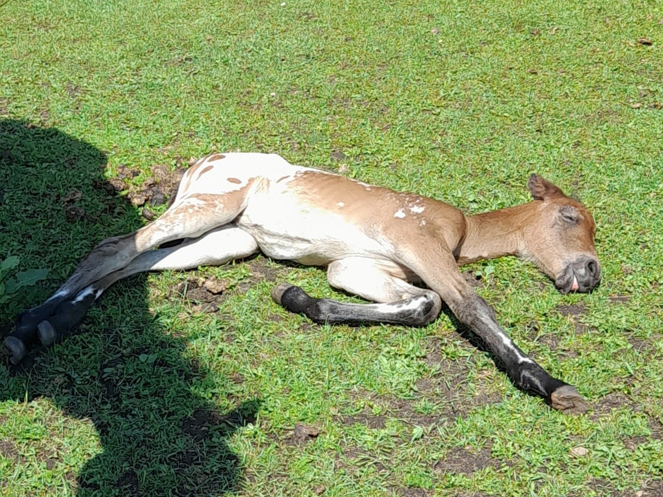 Blanding hingst 0 år