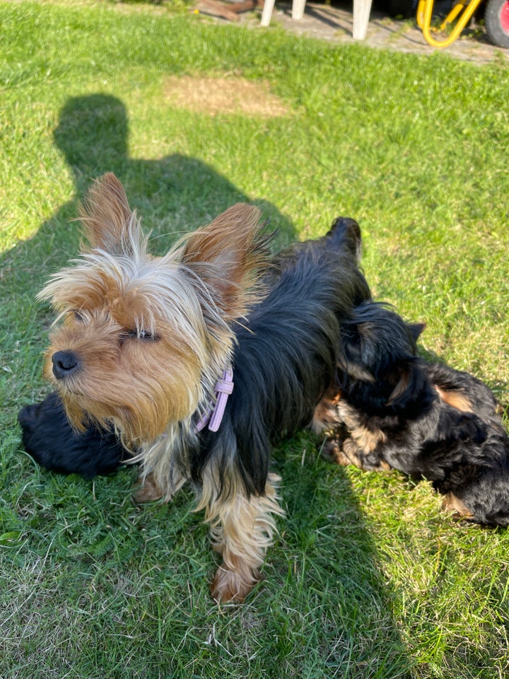 Yorkshire terrier, hvalpe, 8 uger