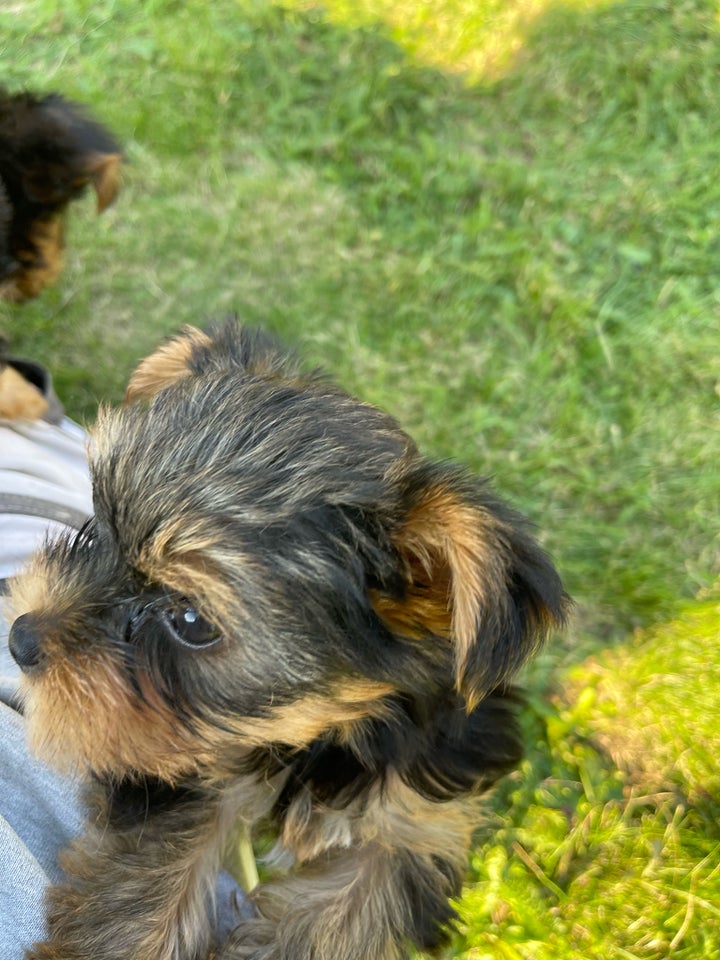 Yorkshire terrier, hvalpe, 8 uger